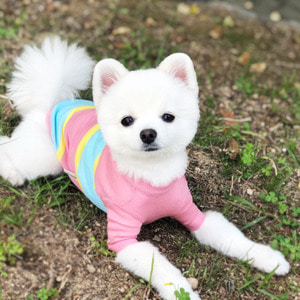 [욜로홀로] 강아지옷 강아지니트 티셔츠 걸렉션 구름솜사탕 빅스트라이프 7부 여름옷
