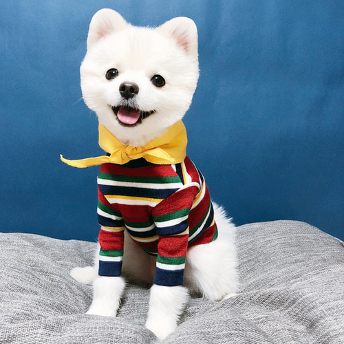 [욜로홀로] 예쁜 강아지옷 강아지니트 티셔츠 걸렉션 레인보우 니트 하이퀄리티