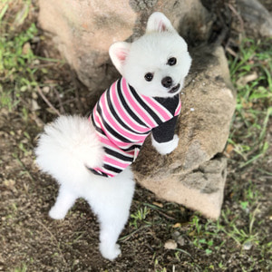 [욜로홀로] 강아지옷 강아지니트 티셔츠 걸렉션 베이직 투톤 나그랑 7부 핑크