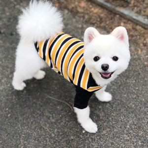 [욜로홀로] 강아지옷 강아지니트 티셔츠 걸렉션 베이직 투톤 나그랑 7부 옐로우