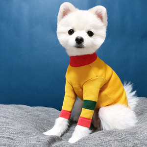 [욜로홀로] 강아지옷 강아지니트 티셔츠 걸렉션 베이직 옐로우니트